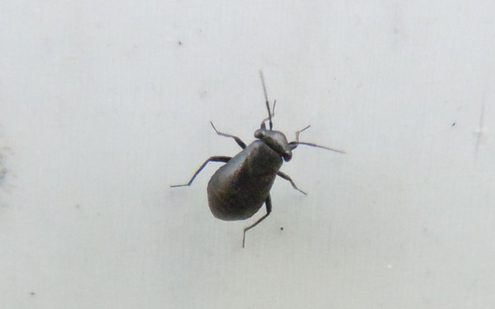 Miridae: Pachytomella passerinii  della Campania (NA)